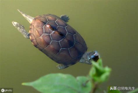 深水烏龜
